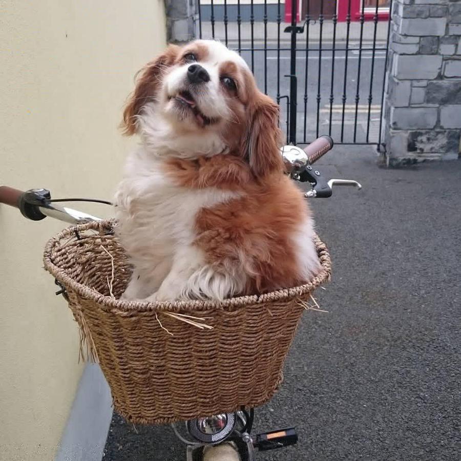 Clare Street B&B Nenagh Eksteriør billede